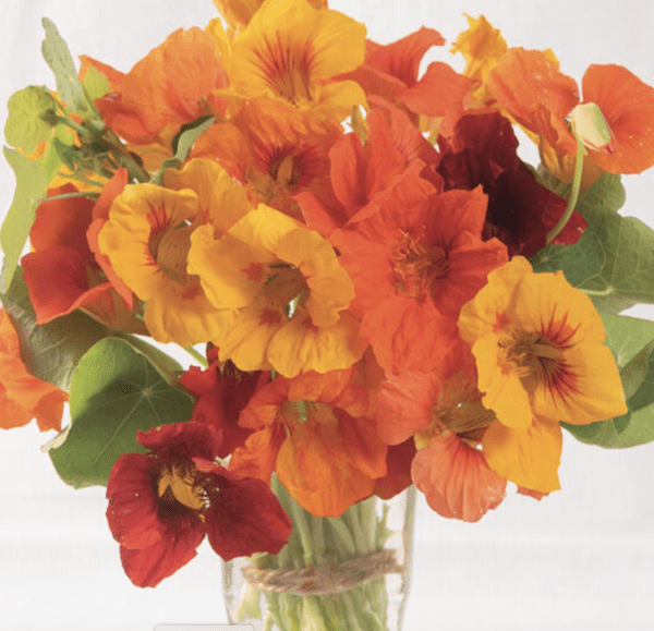 Nasturtium - Kaleidoscope Mix (3.25" pot)